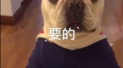 法斗小姐姐,萌态可掬的治愈系宠物
